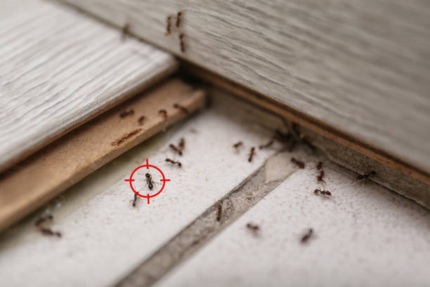 Best Wasp Removal Services  in Ravenel, SC