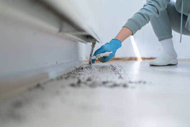 Best Affordable Pest Control Services  in Ravenel, SC